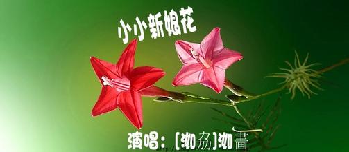 小小新娘花