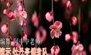 遂昌牡丹亭广场舞《梦里梅开》阿中中老师编舞