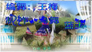 舞之琳广场舞草原请你来、编舞：王梅老师